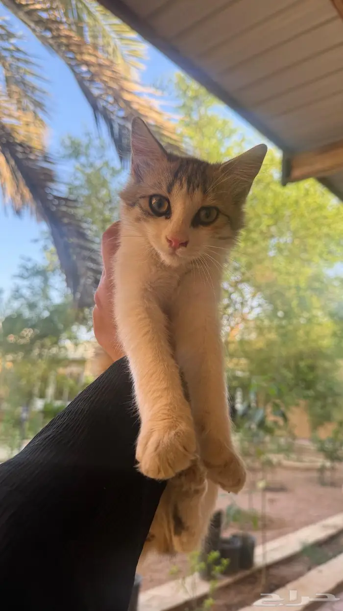 قطط كتن للتبني 2