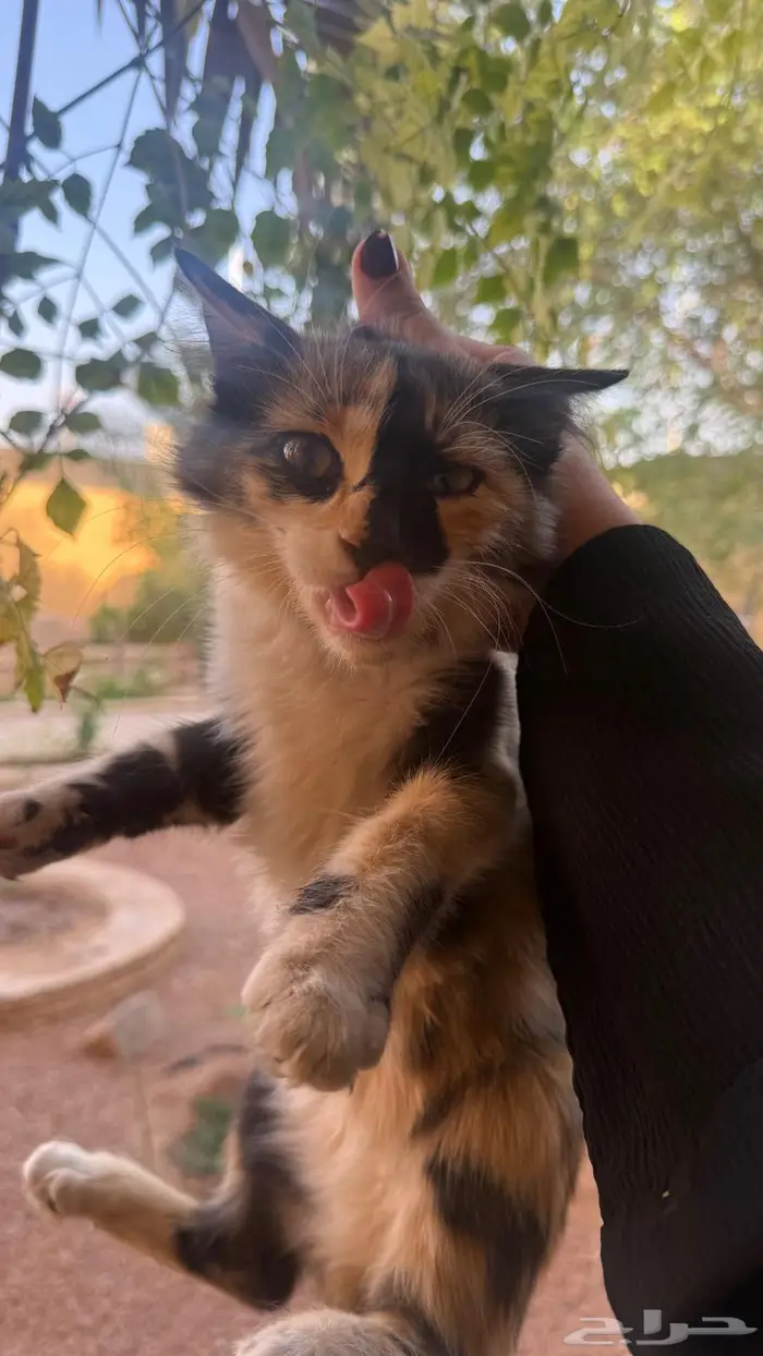 قطط كتن للتبني 1