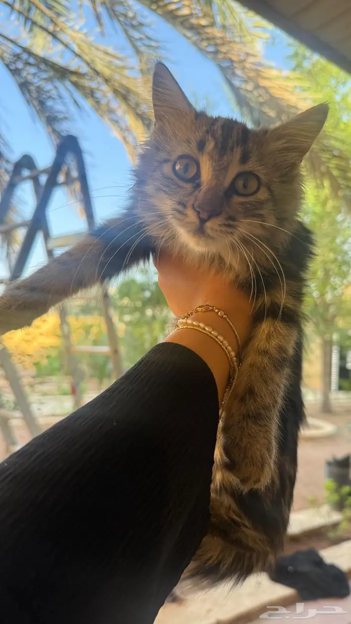 قطط كتن للتبني 3