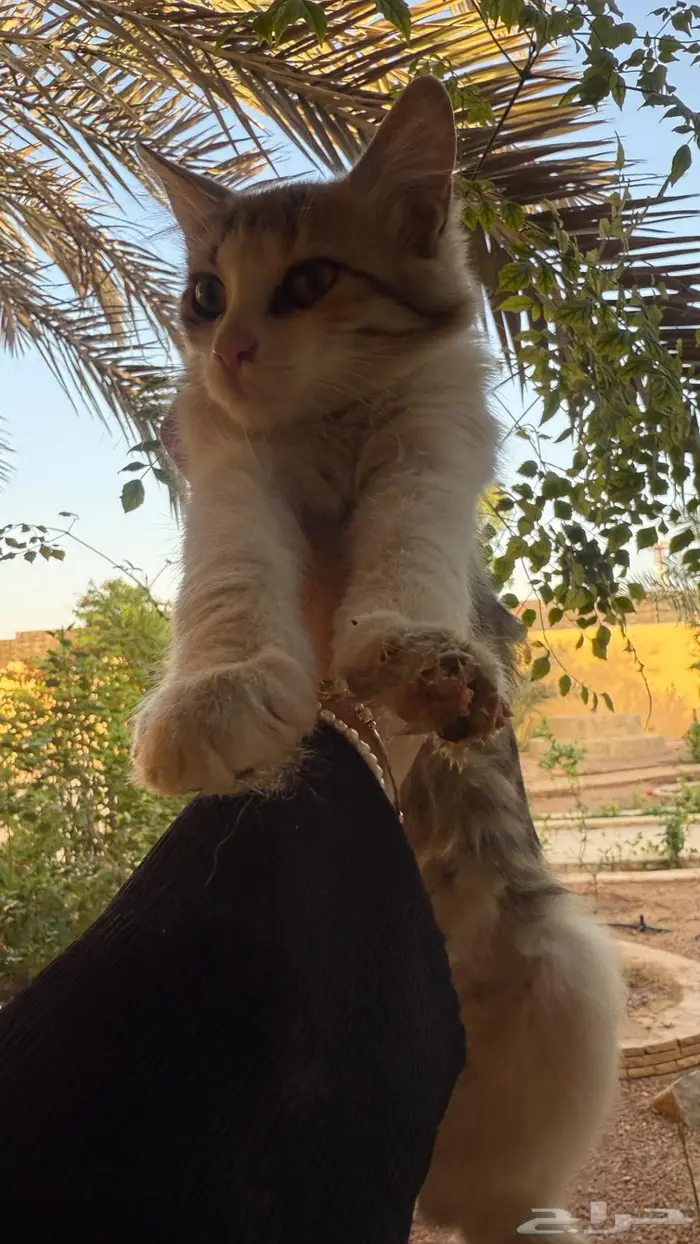 قطط كتن للتبني 0