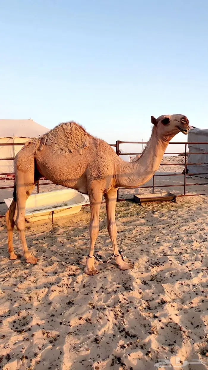 قعود عمره ثمان شهور 1