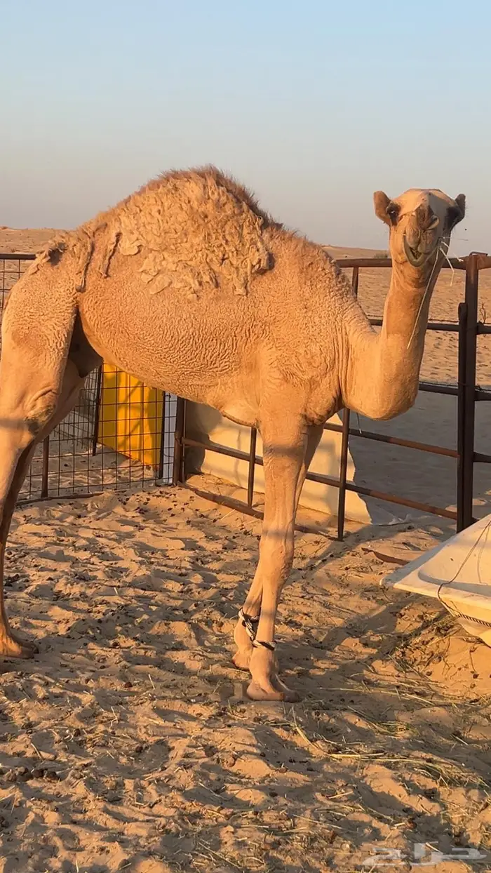 قعود عمره ثمان شهور 0