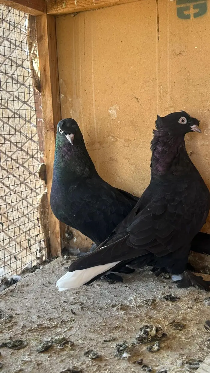 حمام تركي 3