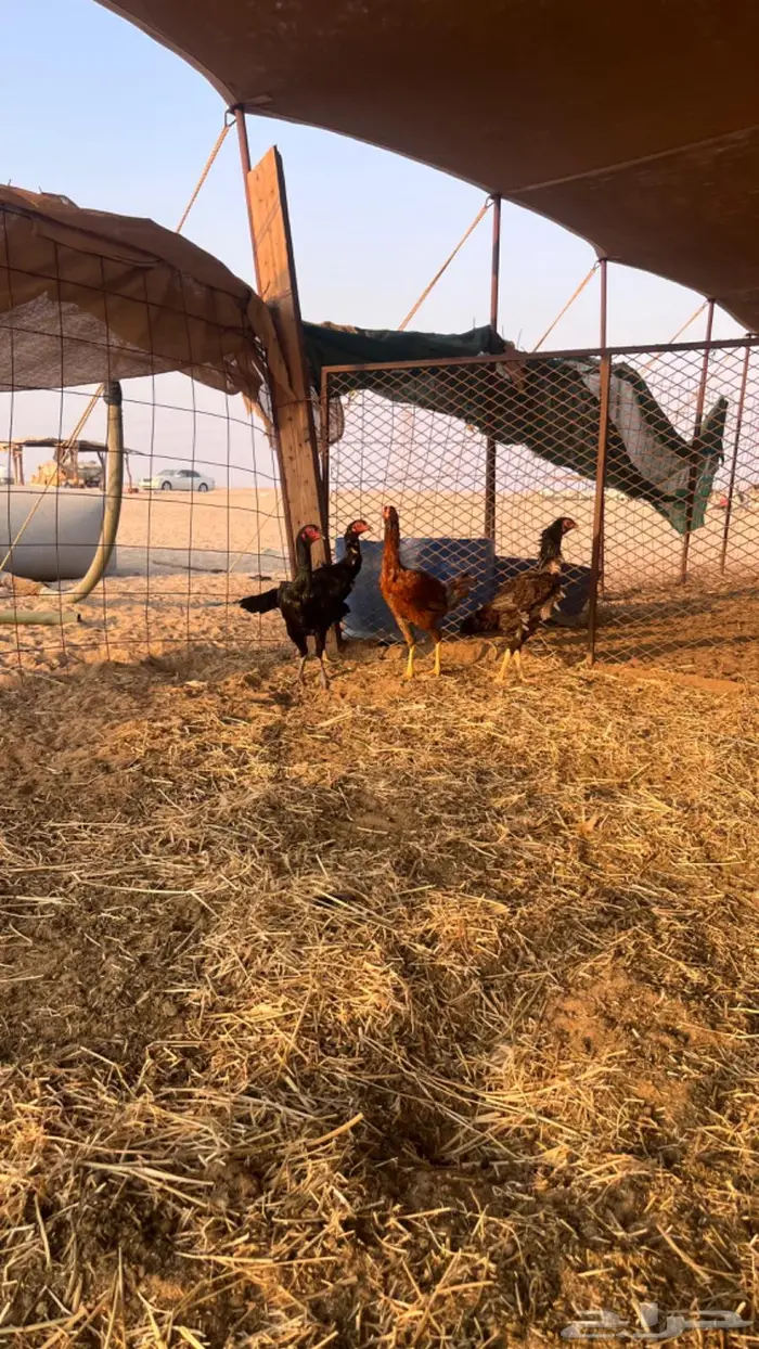 دجاج باكستاني سندي 0