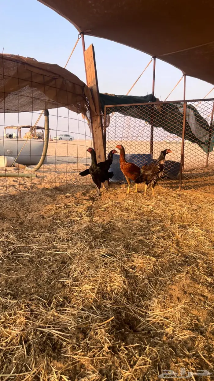 دجاج باكستاني سندي 1