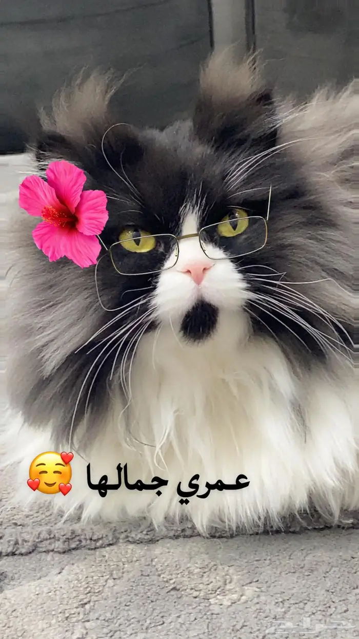 اناث معقمه للتبني 0