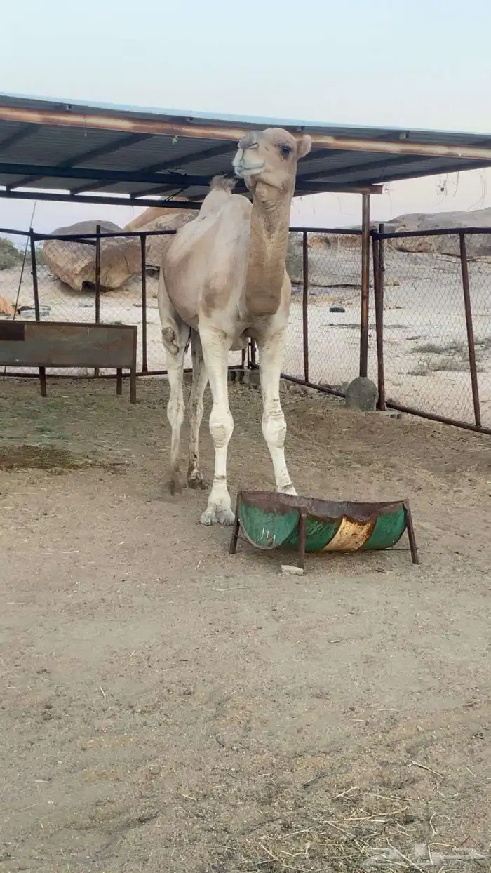 بعير ارك 1