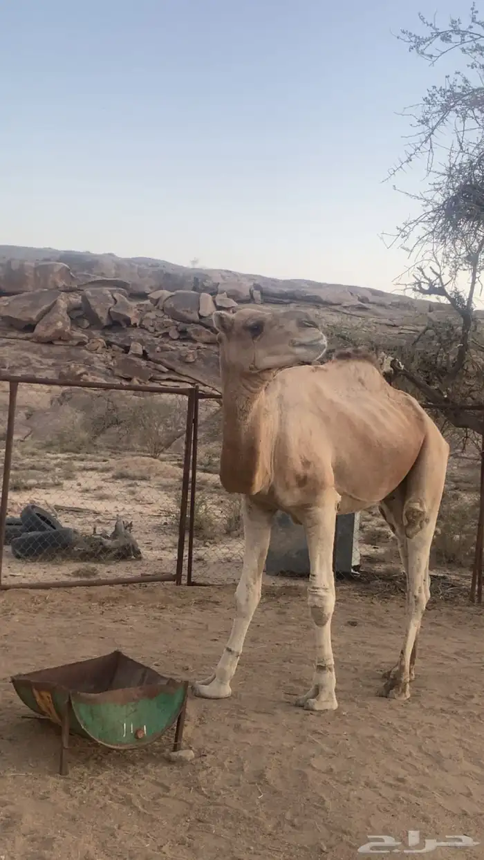 بعير ارك 3