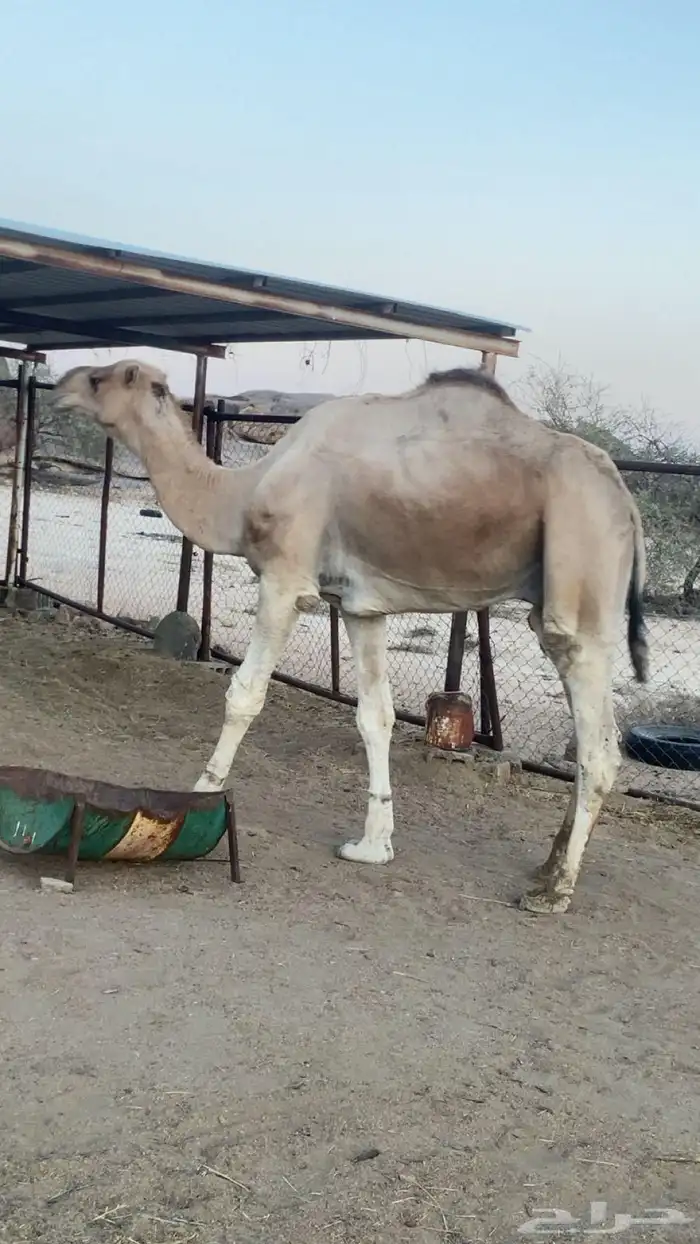 بعير ارك 4