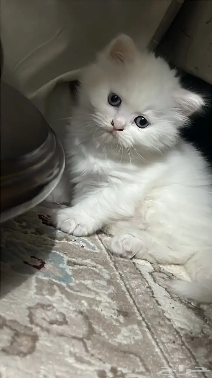 قط كيتن هملايا شيرازي 2