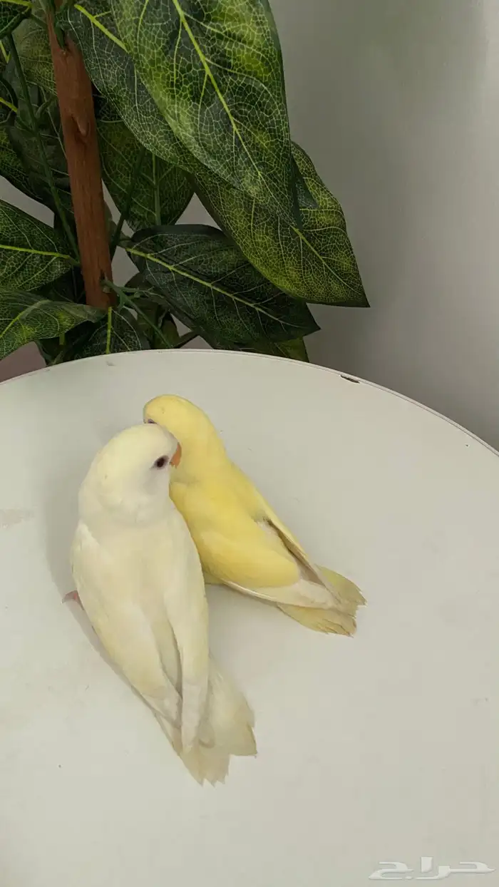 فروخ روز اينو 0