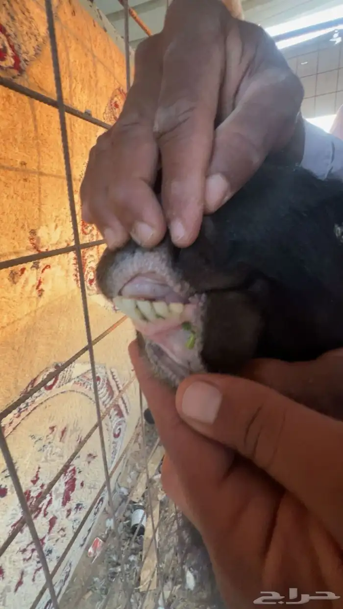 للبيع عنز صنف مشروكه تم البيع 2