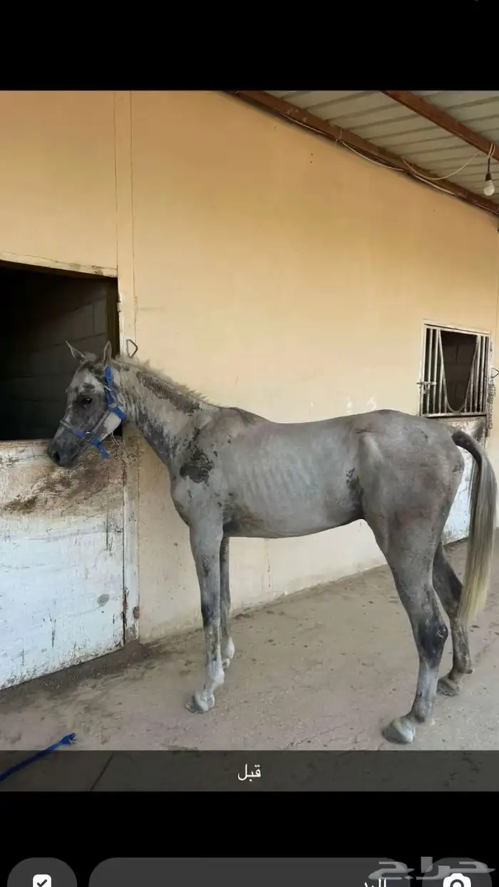 مربط صهوة اصايل يعلن عن تواجد غرفة ايواء باهتمام كامل وعناي 0