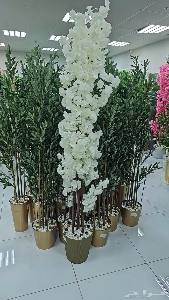 أشجار جملة 14