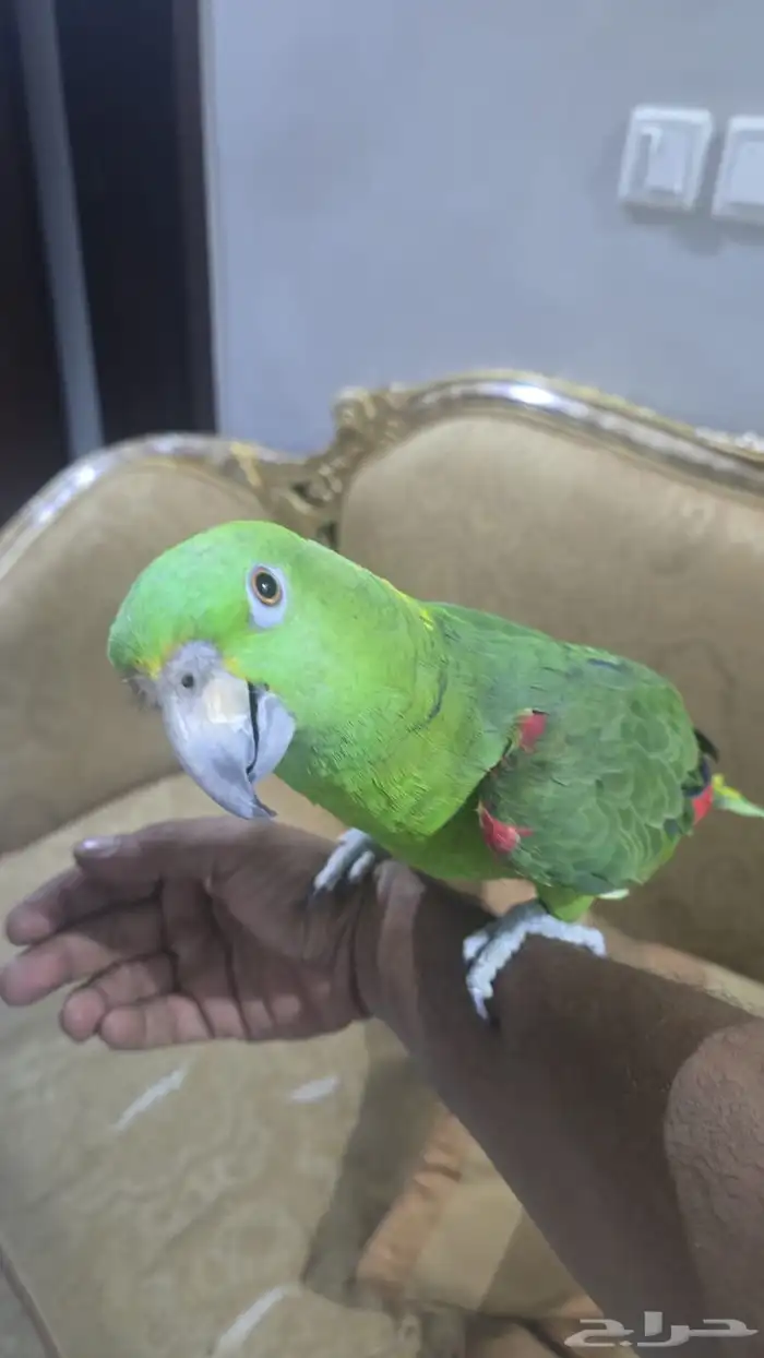 يلوناب كبتن 0