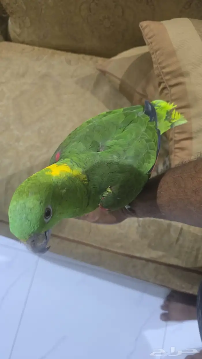 يلوناب كبتن 1