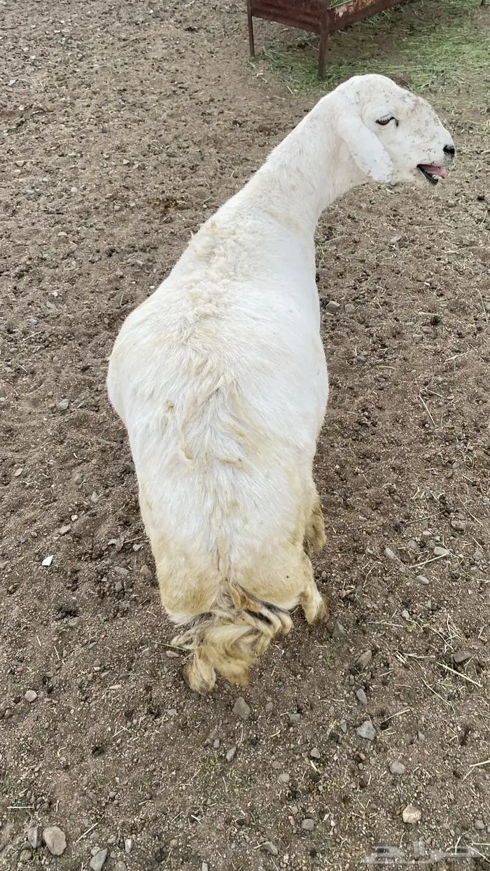 حايل للبيع 0