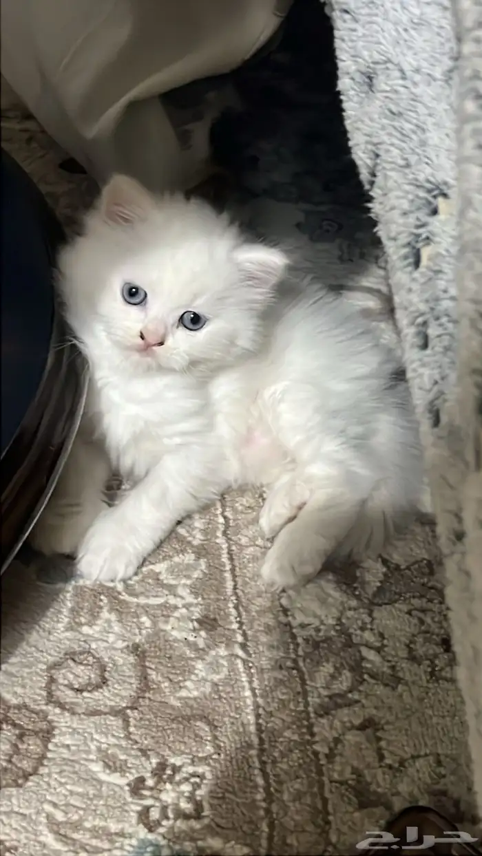 قط كيتن هملايا شيرازي 1