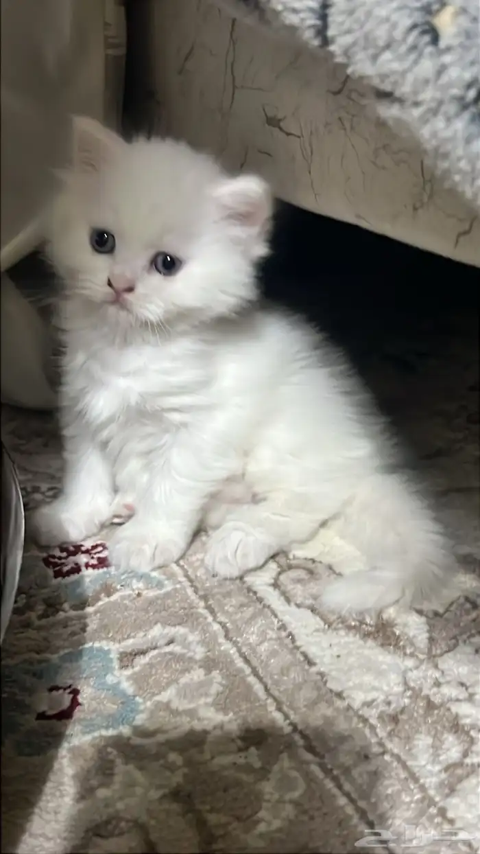 قط كيتن هملايا شيرازي 0