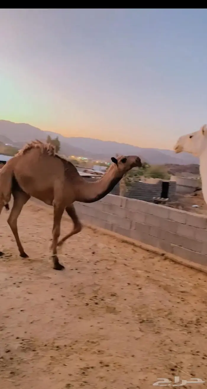قعود طيب ابيه وامه وضحا 0
