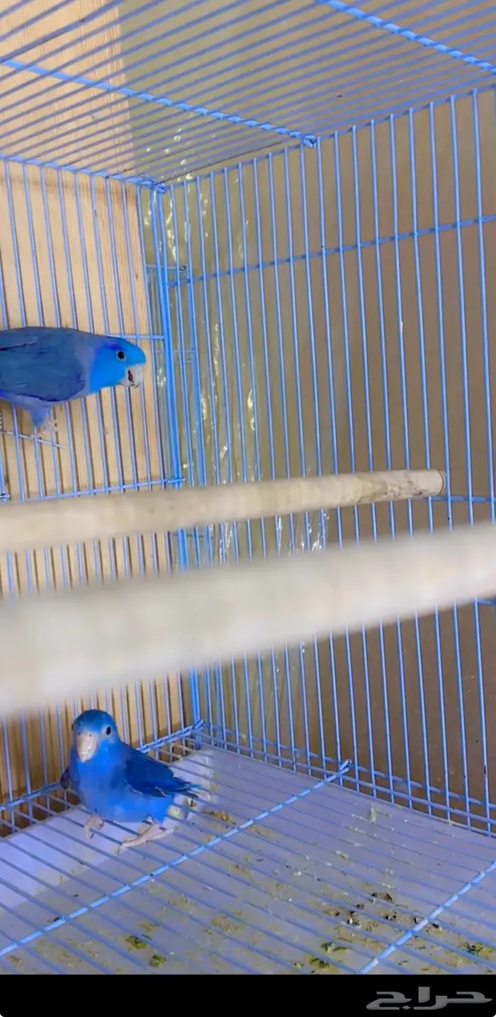 جوز باروليت اصغر بغبغاء في العالم منتج 0