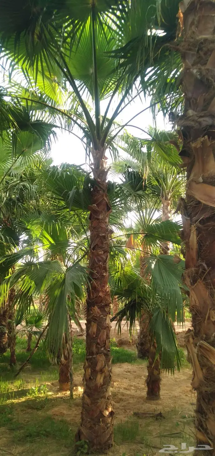 نخل واشنطني زينه ونخيل عربي 12