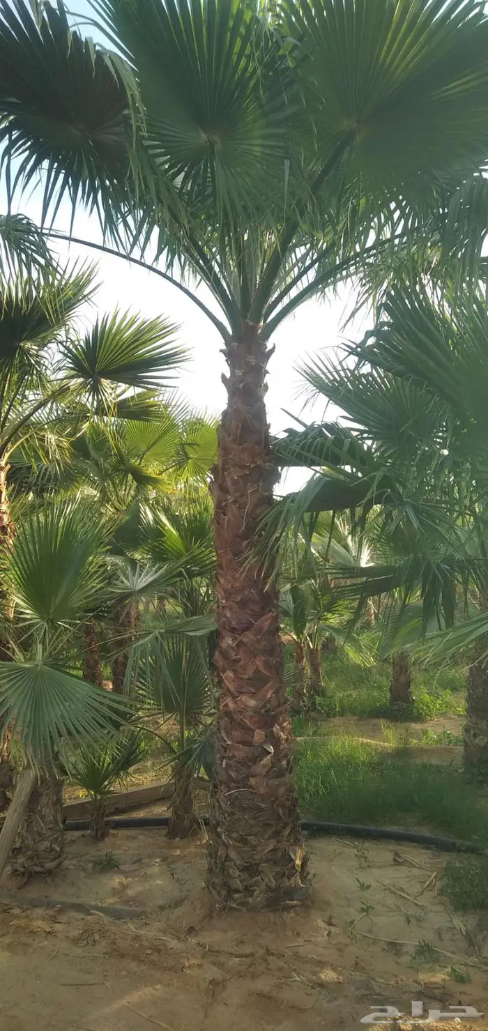 نخل واشنطني زينه ونخيل عربي 13