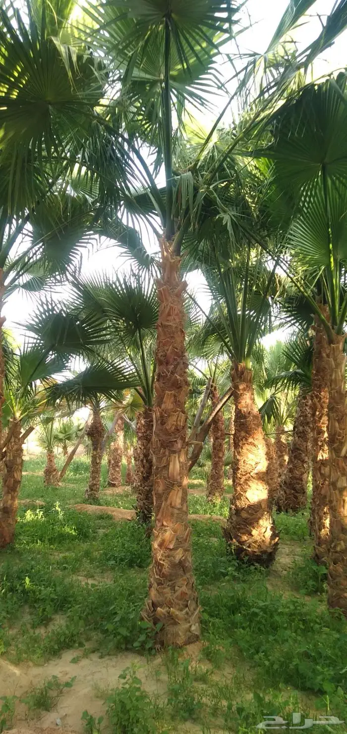 نخل واشنطني زينه ونخيل عربي 14