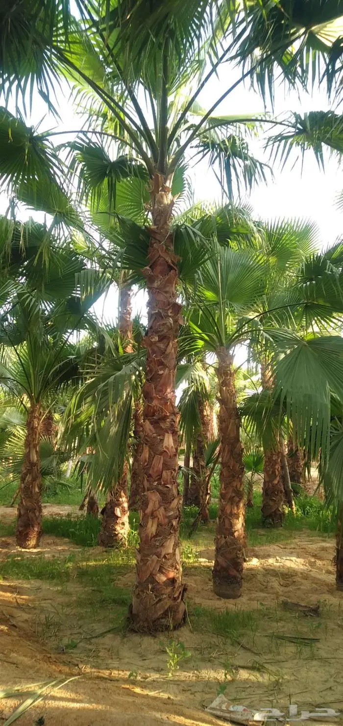 نخل واشنطني زينه ونخيل عربي 15