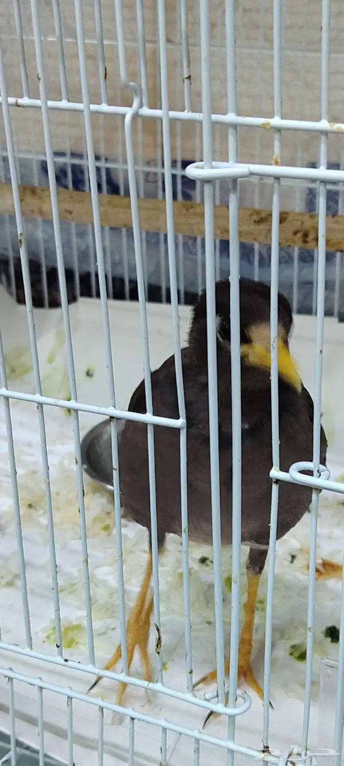 طير المينو 0