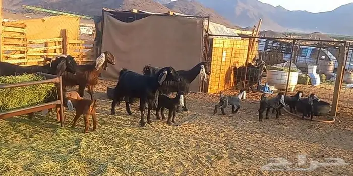 معزا ولد متاومات 4 معها 8 لاعلي سوم 1