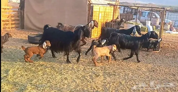معزا ولد متاومات 4 معها 8 لاعلي سوم 3