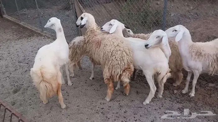 رخال للبيع 4