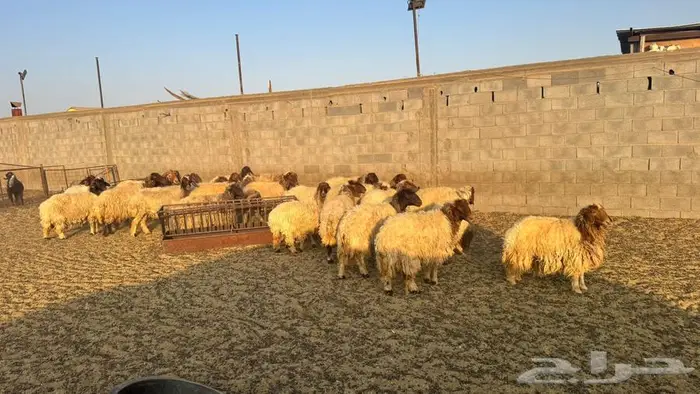 للبيع نعيم مقنوي صنف ناهي 0