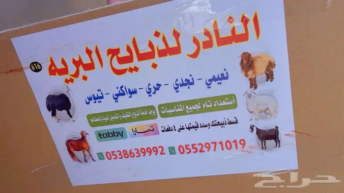 خرفان نعيمي وتيوس تابي تمارا 4