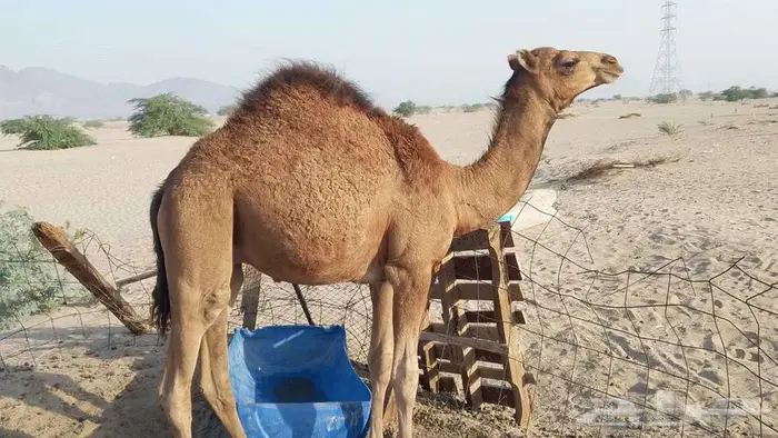 قعود ساحلي أحمر عمرة 8شهور 0