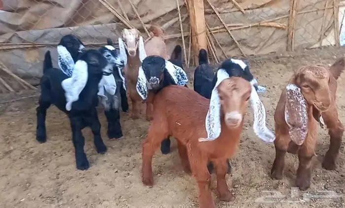 معزا ولد متاومات 4 معها 8 لاعلي سوم 7