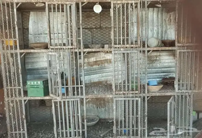 محاكر طيور حديد قوي جدا تسعة أبواب 0