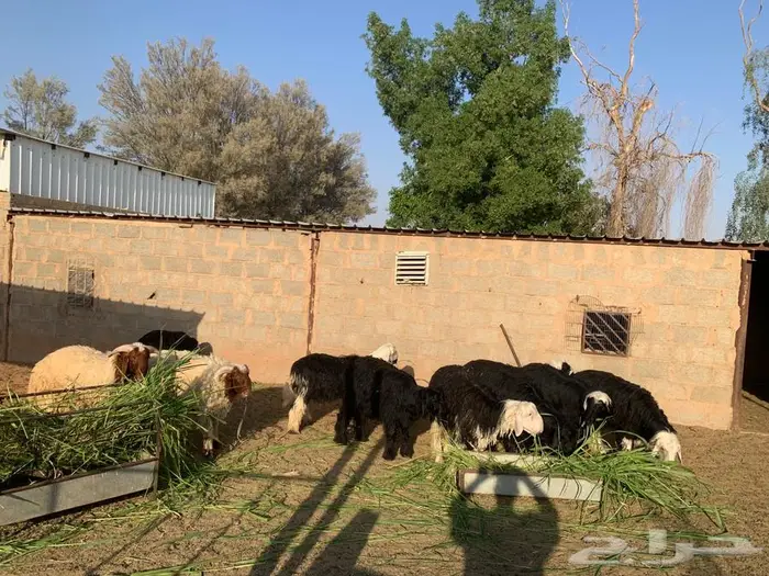 ذبايح جبره تفريد و جمله نجدي ونعيم جذعان شقراء 0
