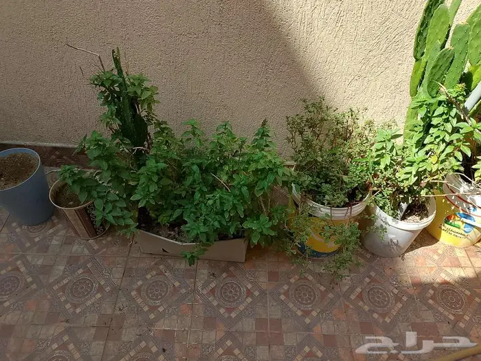 للبيع اطقم كنب اخضر و احمر سليم نظيف 5