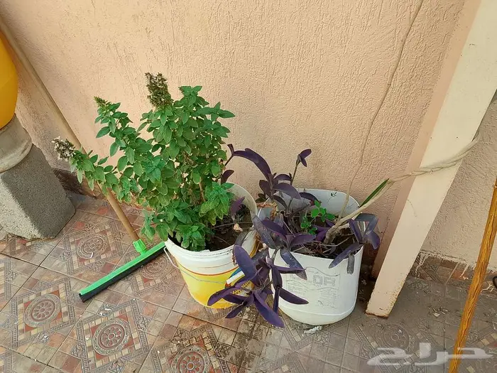 للبيع اطقم كنب اخضر و احمر سليم نظيف 4