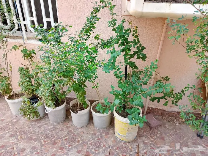 للبيع اطقم كنب اخضر و احمر سليم نظيف 8