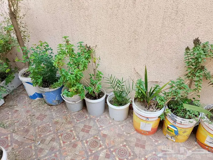 للبيع اطقم كنب اخضر و احمر سليم نظيف 13