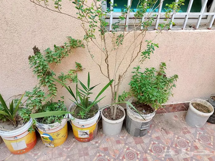 للبيع اطقم كنب اخضر و احمر سليم نظيف 7