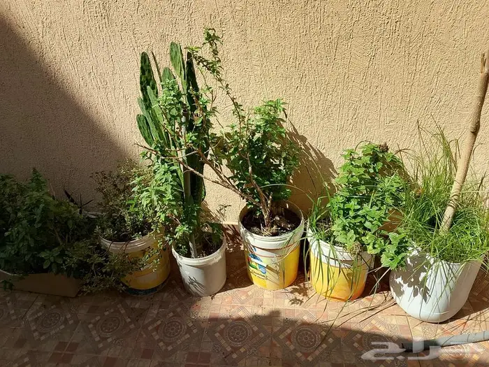 للبيع اطقم كنب اخضر و احمر سليم نظيف 12