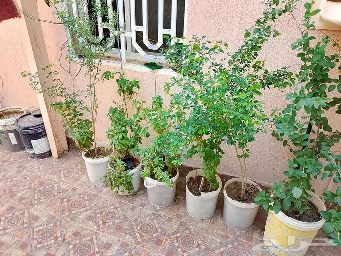 للبيع اطقم كنب اخضر و احمر سليم نظيف 10