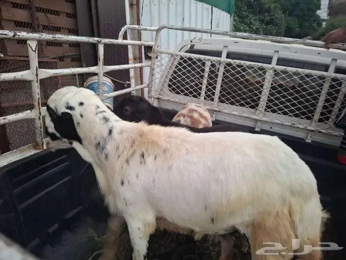 خروف فحل لبيع جدعي 0