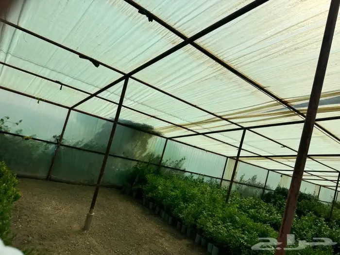 لبخ كف مريم اكسيا ترملنيا لاند سكيب ثيل 7