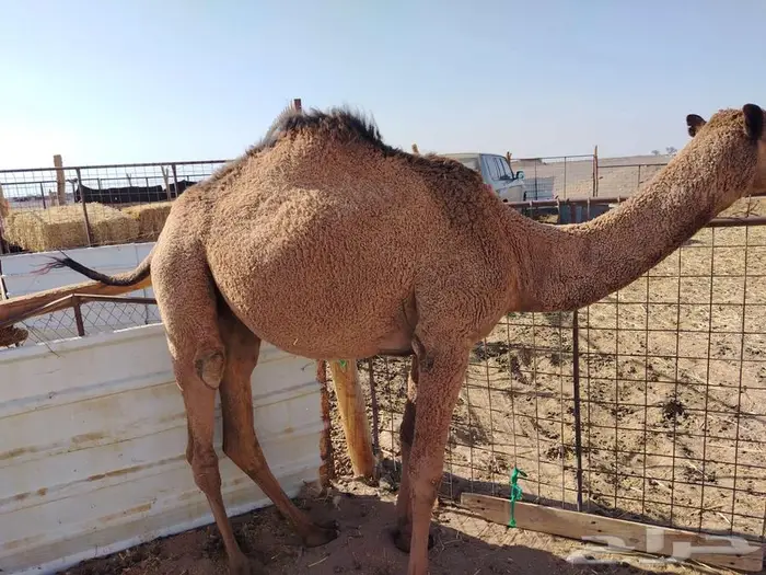 بكره عدله و سمينه للبيع 0