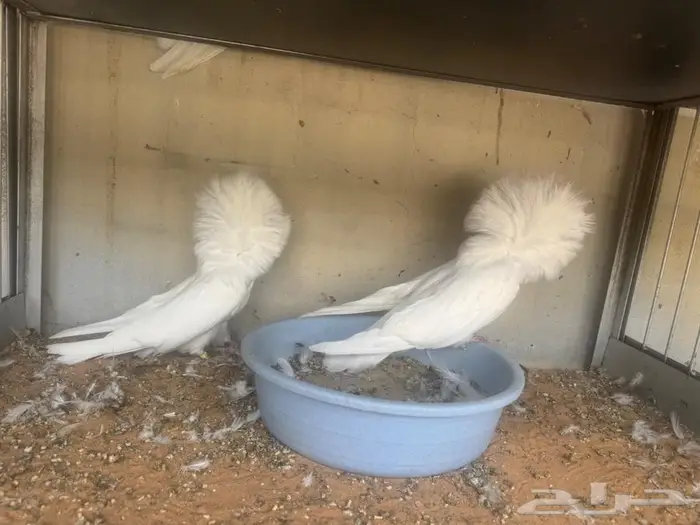 زوج جكوبين 2